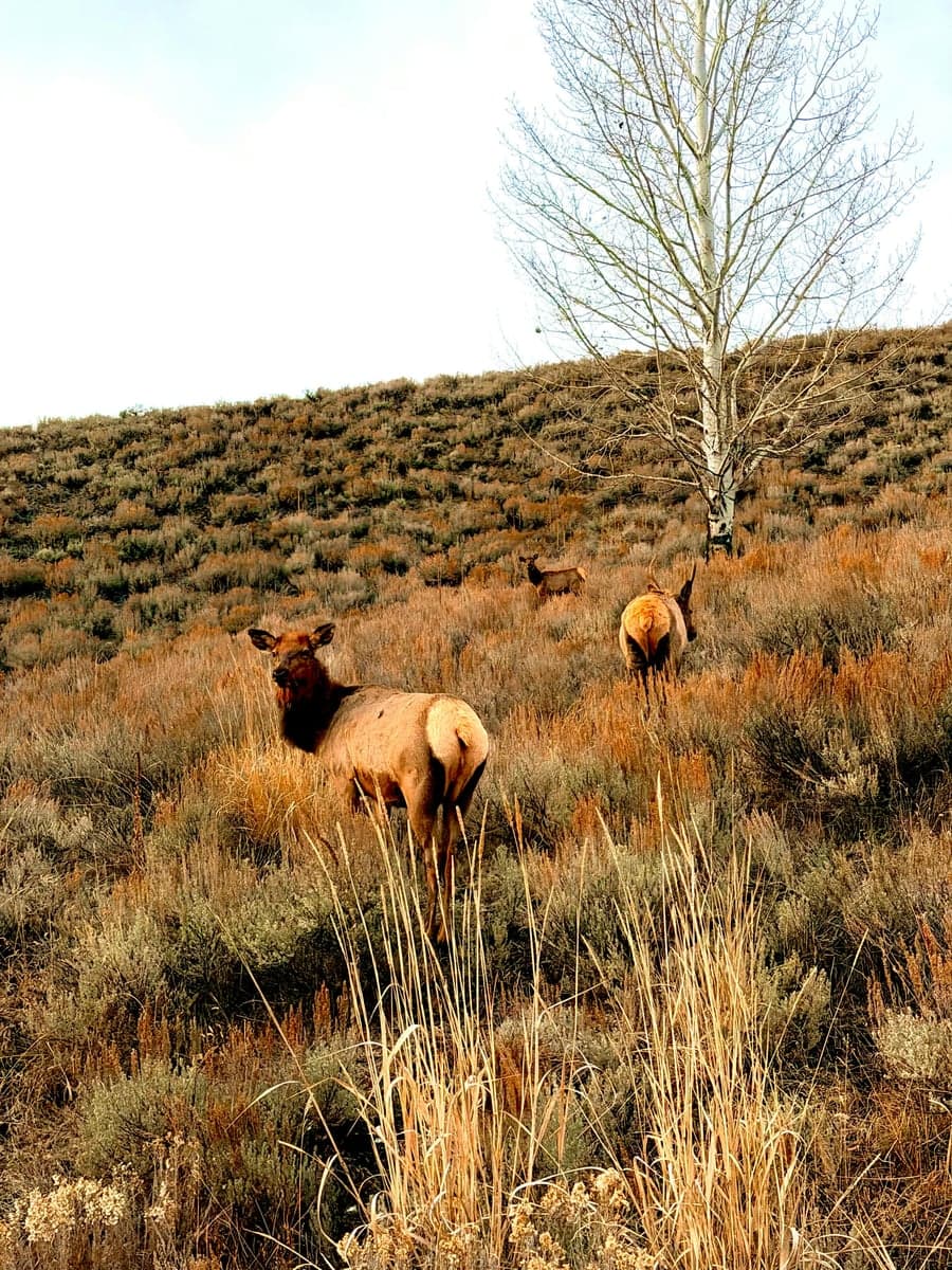 Elk are a common sight along Highway 75 through the Wood River Valley