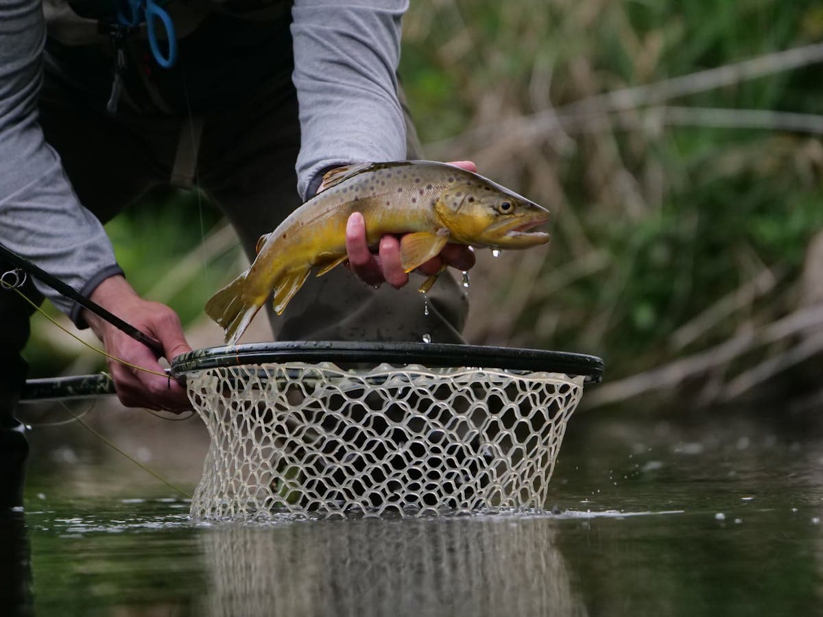 A brown trout brought to the net, the reward for reading Madison River water correctly