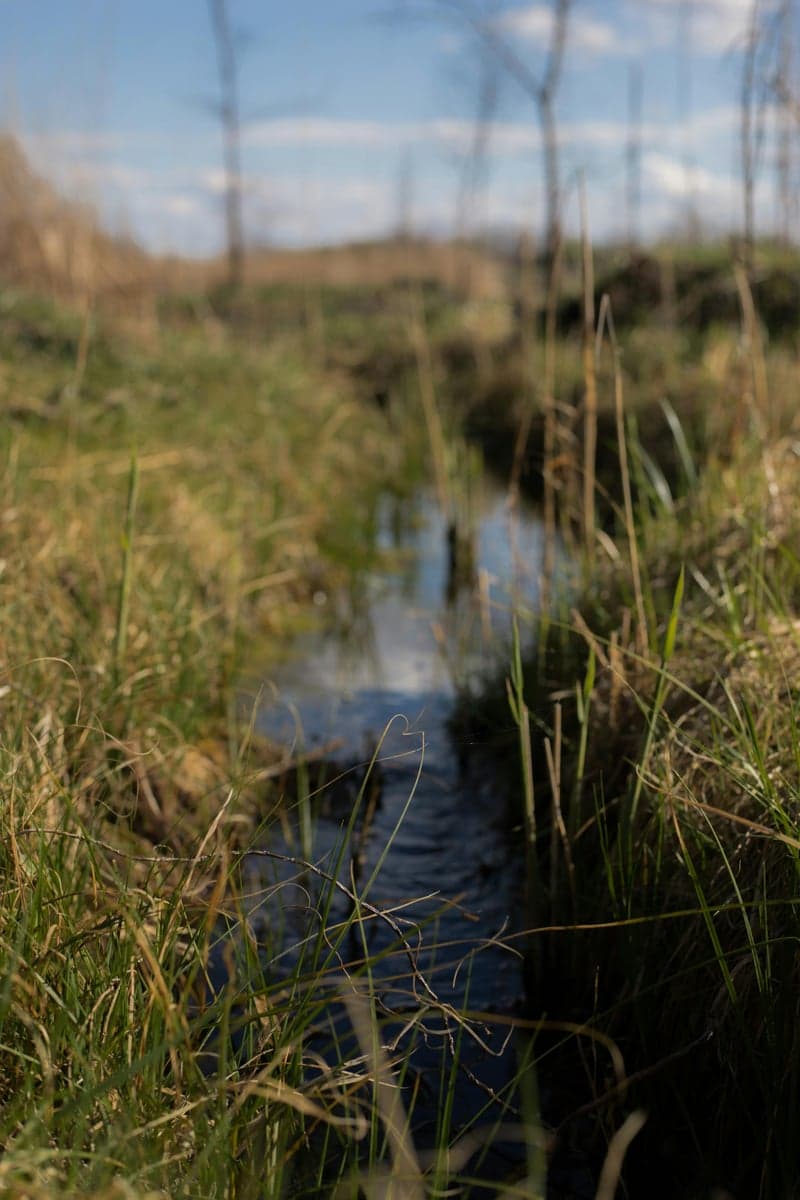 Spring creeks like Silver Creek fish best during early morning and evening hatches