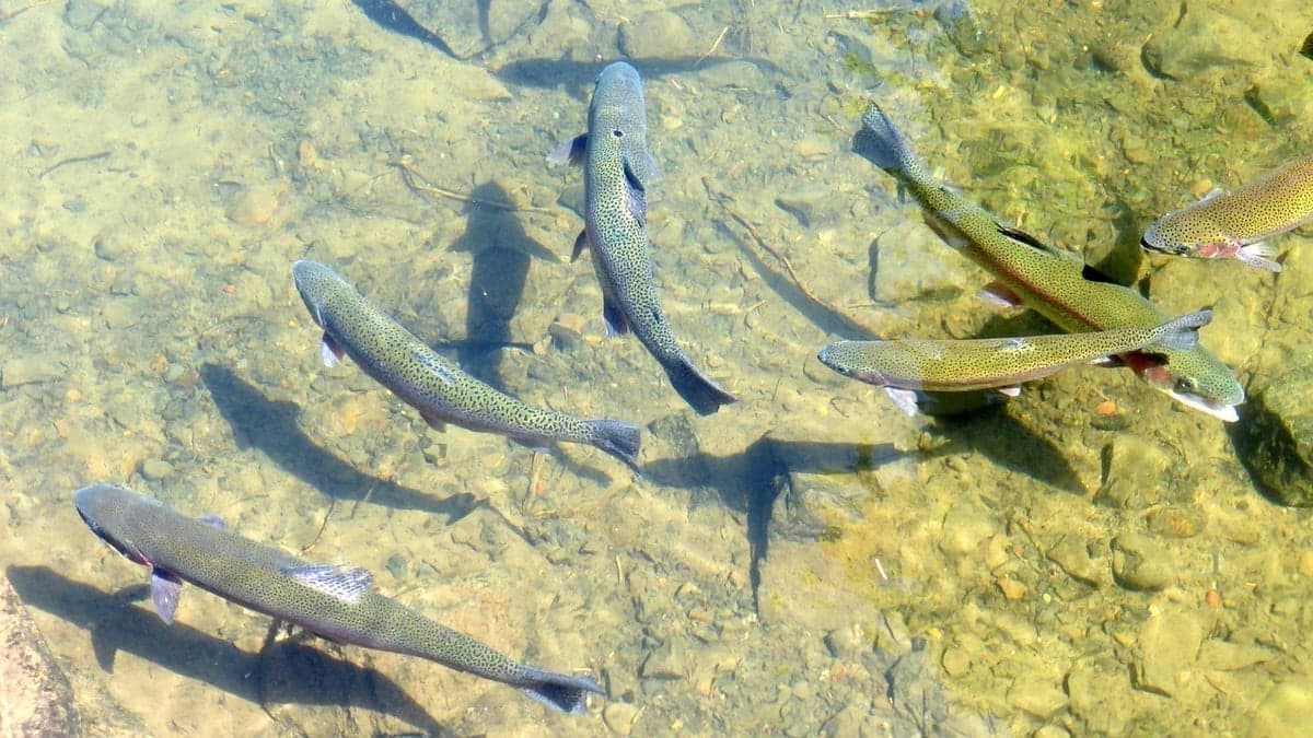 Big trout that normally stay hidden will move into feeding lanes during the Green Drake hatch
