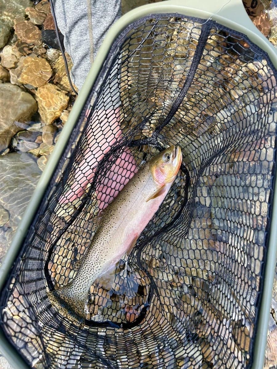 A Montana cutthroat ready for release—intermediate rivers produce quality fish