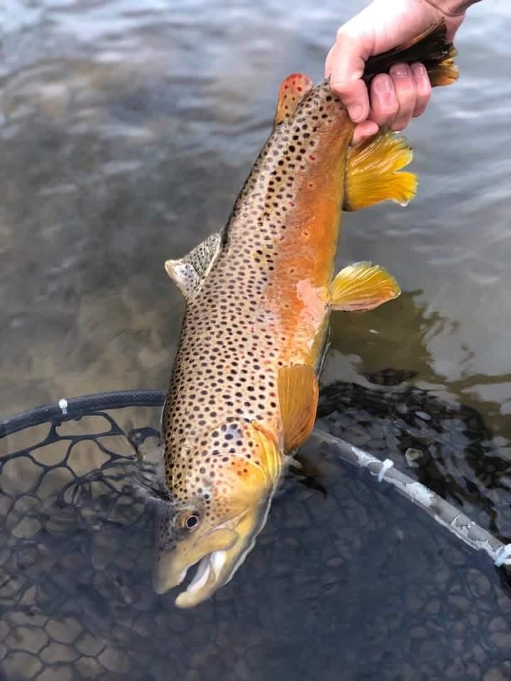 A hefty brown trout taken on mouse patterns - the kind of fish that makes night fishing worth the effort