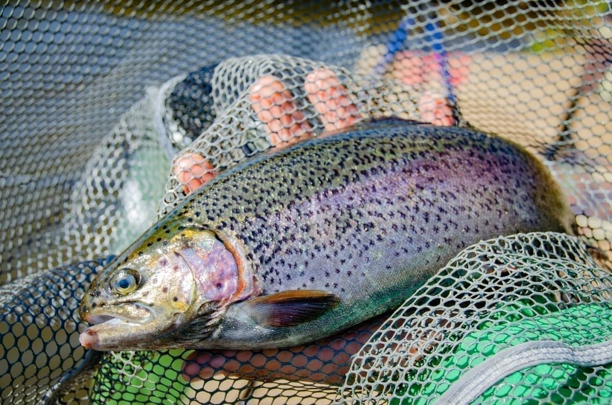 Mid-July in Colorado: stable flows, active fish, and comfortable temps