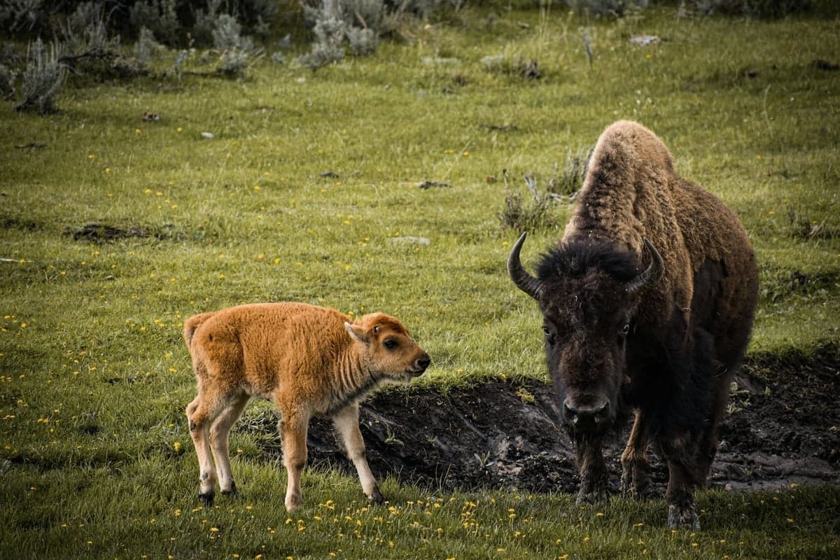 Bison in Yellowstone - expect them within 10 yards while you're fishing