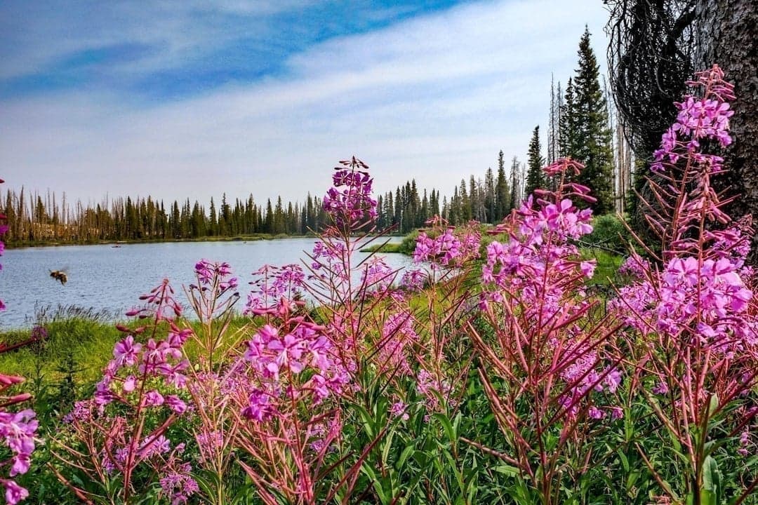Crystal-clear wilderness river flowing through an Idaho mountain canyon