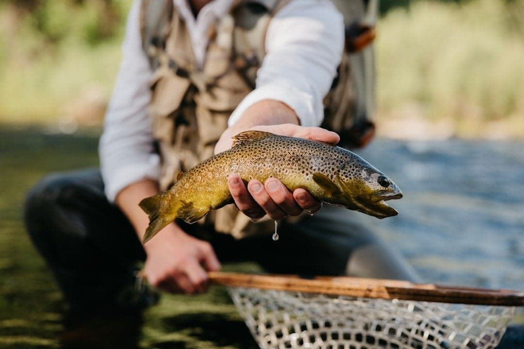 Brown trout caught on the Arkansas River during spring caddis hatch