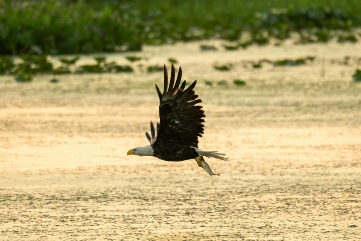 Bald eagles are a common sight along the Au Sable, especially on the Wild and Scenic designated stretch through the Huron National Forest