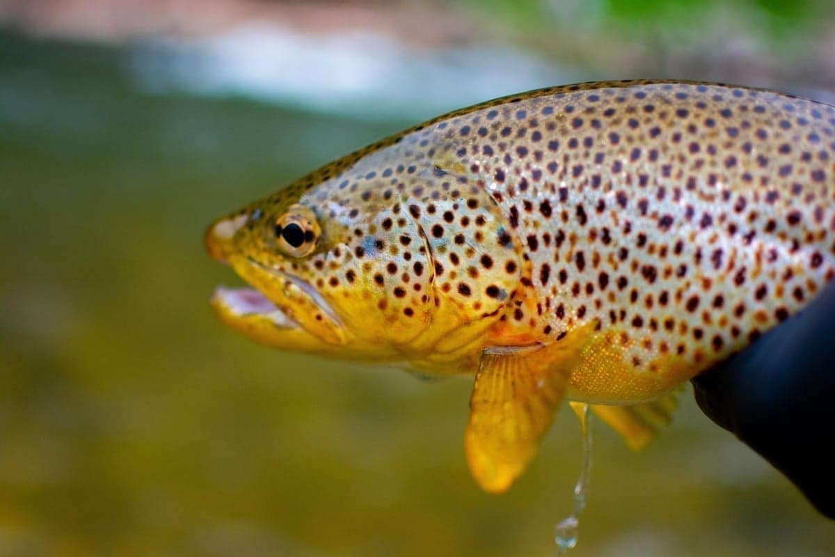 A healthy brown trout—the Crooked River holds 4,000-7,000 trout per mile