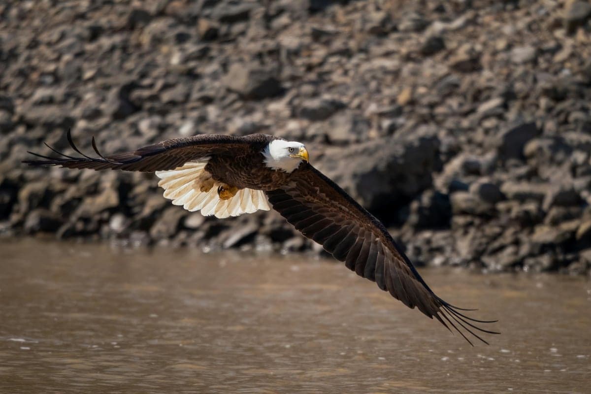 Bald eagles patrol the Bighorn corridor year-round, one of many wildlife encounters between casts