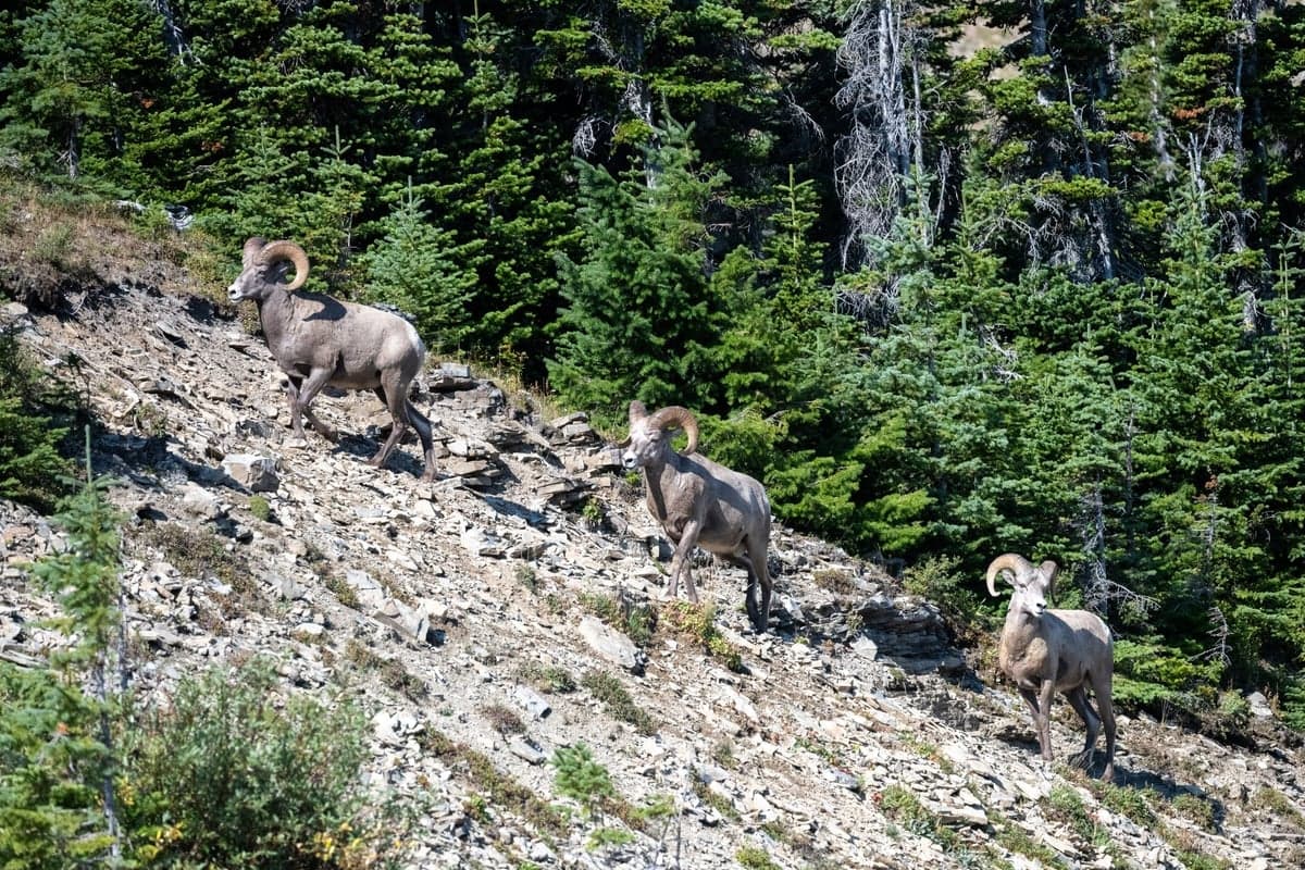 Bighorn sheep, mule deer, black bear and rattlesnakes all use the corridor. Watch where you step on warm rock in summer.