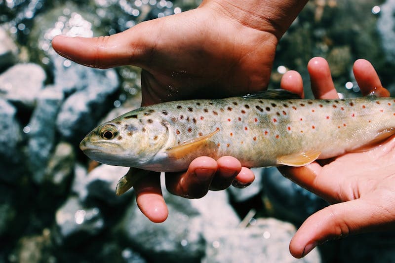 Wild browns thrive in the cold tailwater below Buford Dam
