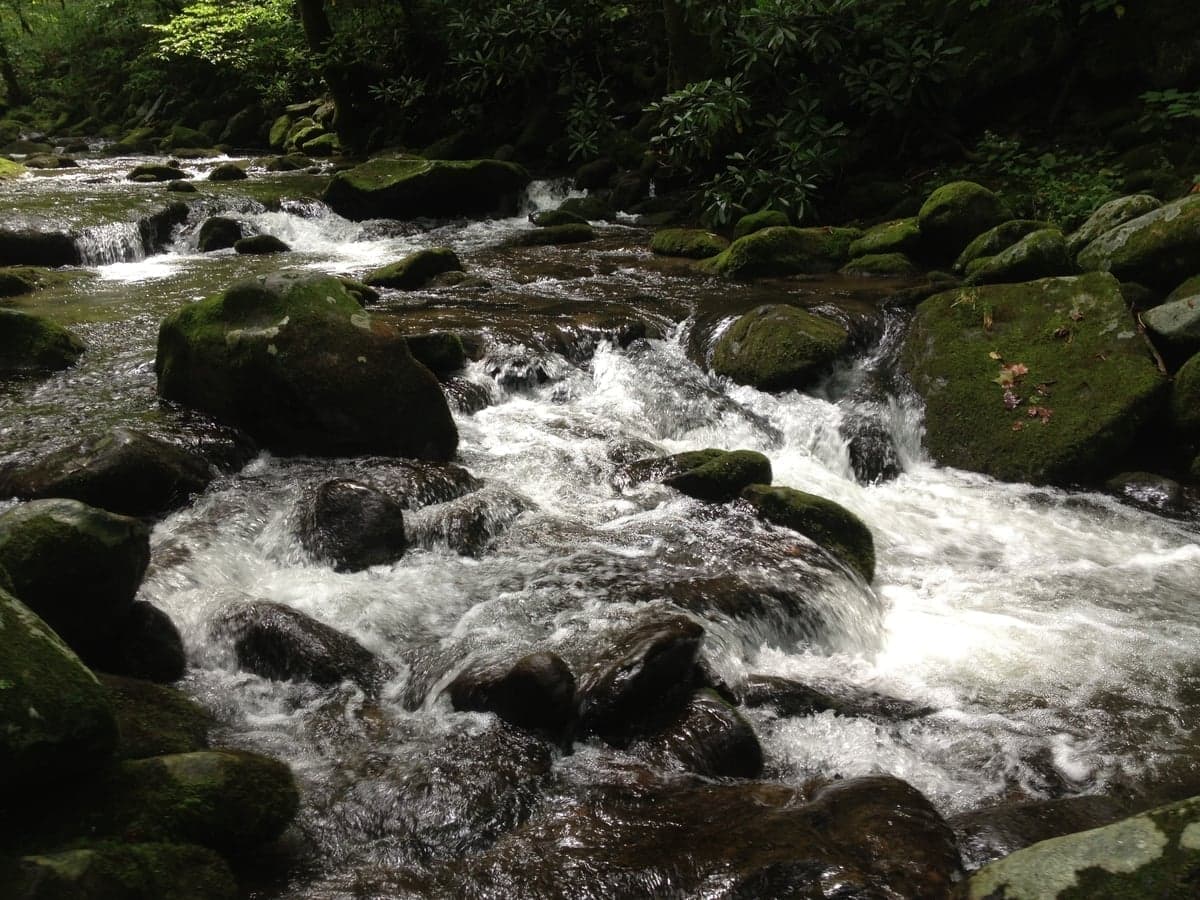 Native brookies hide in remote headwater creeks above 2,000 feet