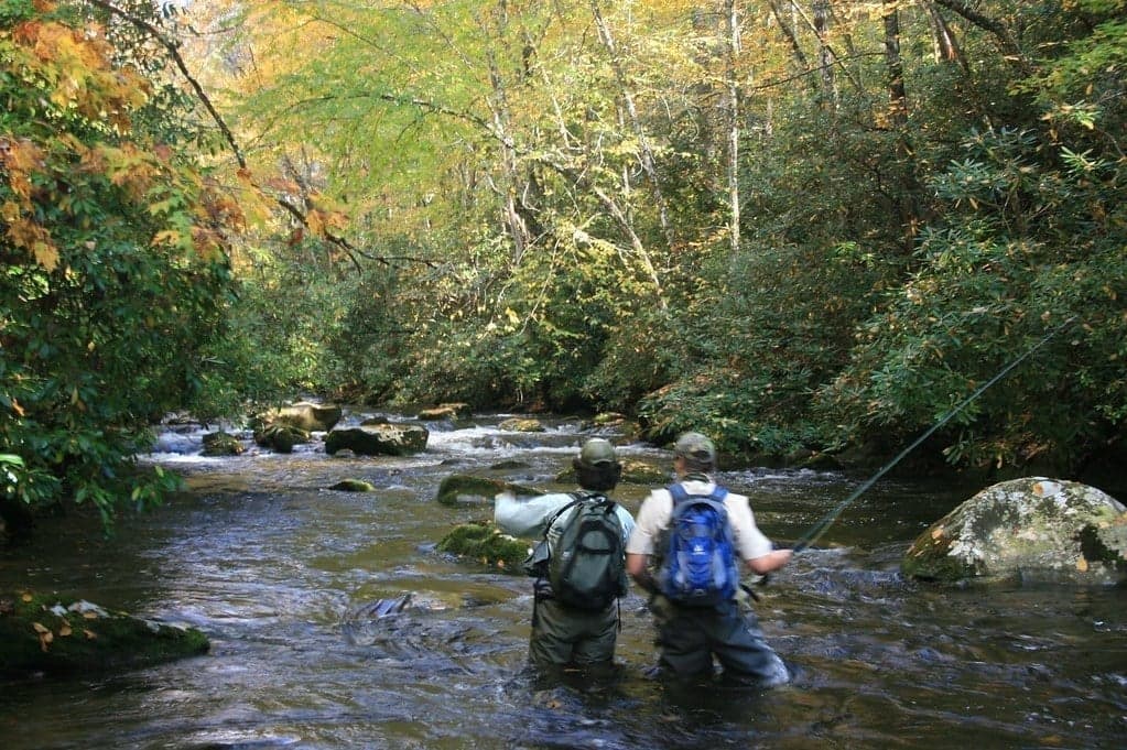 A typical Smokies stream - pocket water tumbling through rhododendron-lined banks with wild trout holding behind every boulder