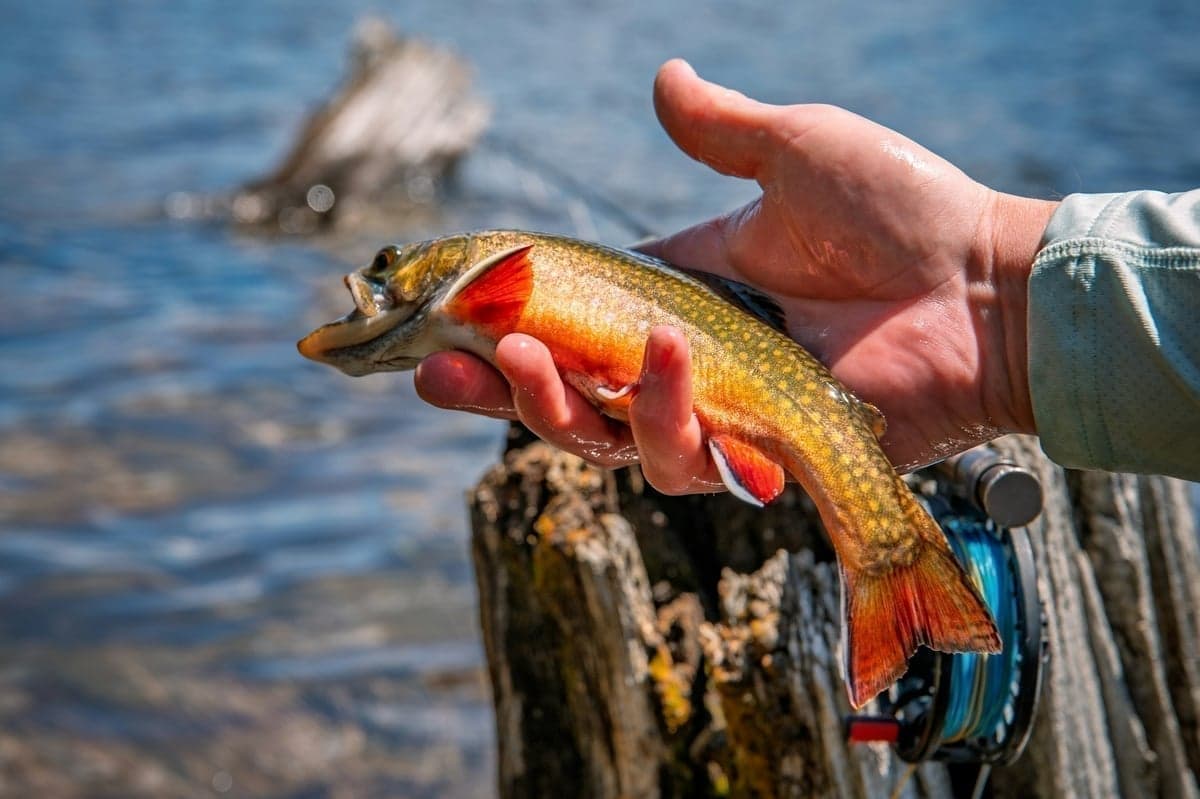 Brook trout - beautiful but prolific, which leads to stunting in alpine lakes without management