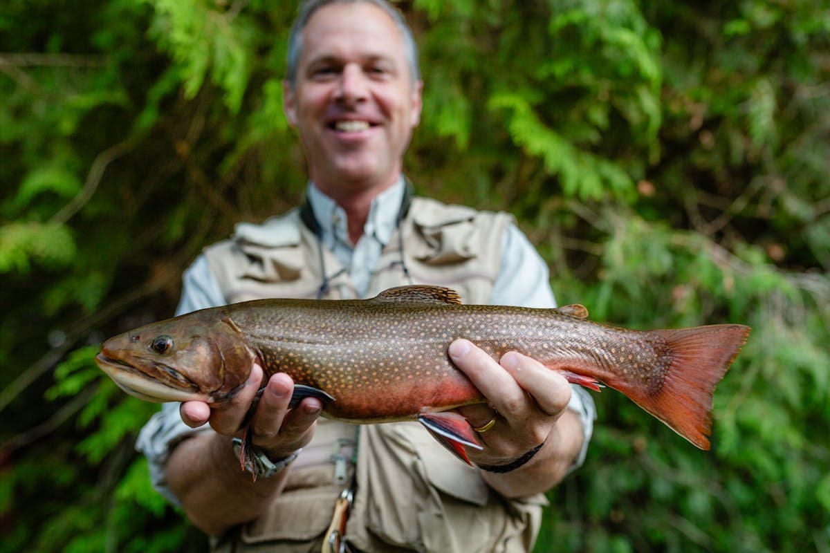A wild brook trout -- New Hampshire's official state fish and the prize of White Mountain headwater streams