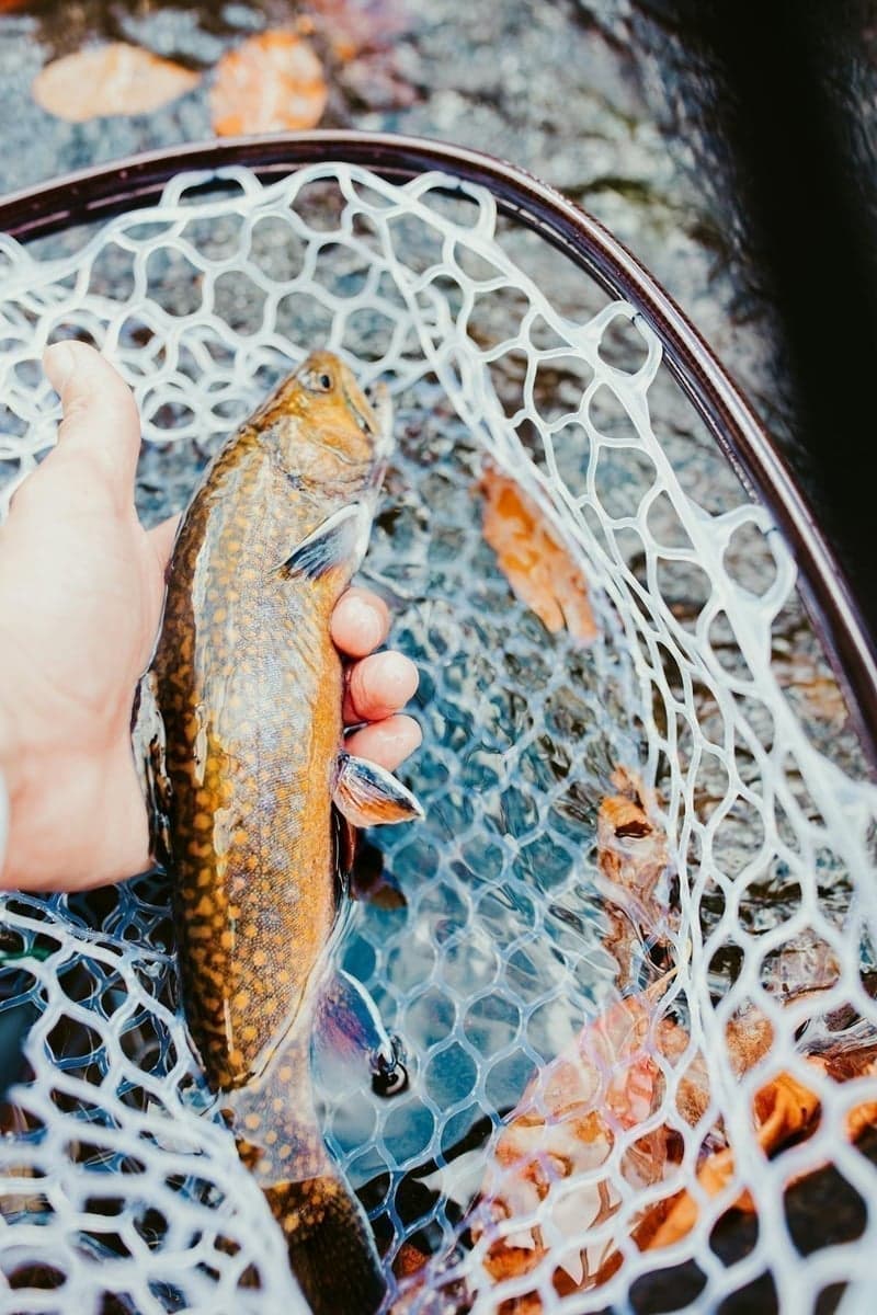 A wild brook trout in the net. Eastern streams are full of these — no snowpack required.