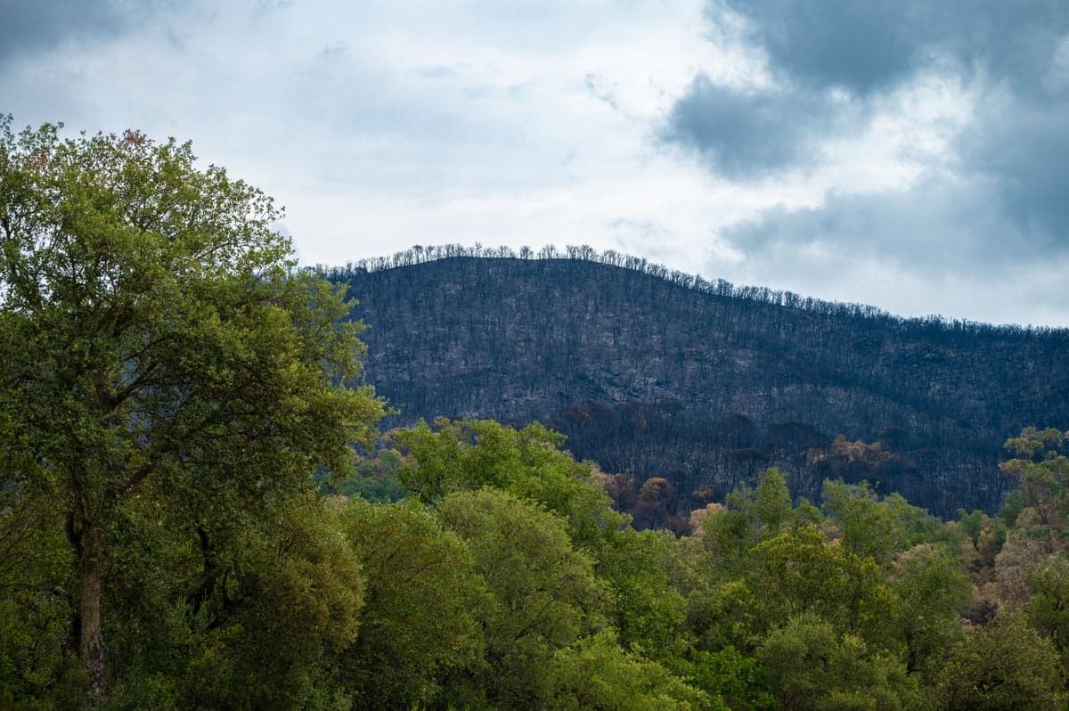 Burned slope with partial regrowth. Where the Hayman scar has come back as grass and shrub instead of forest, there is little to hold decomposed granite in place during an intense storm.