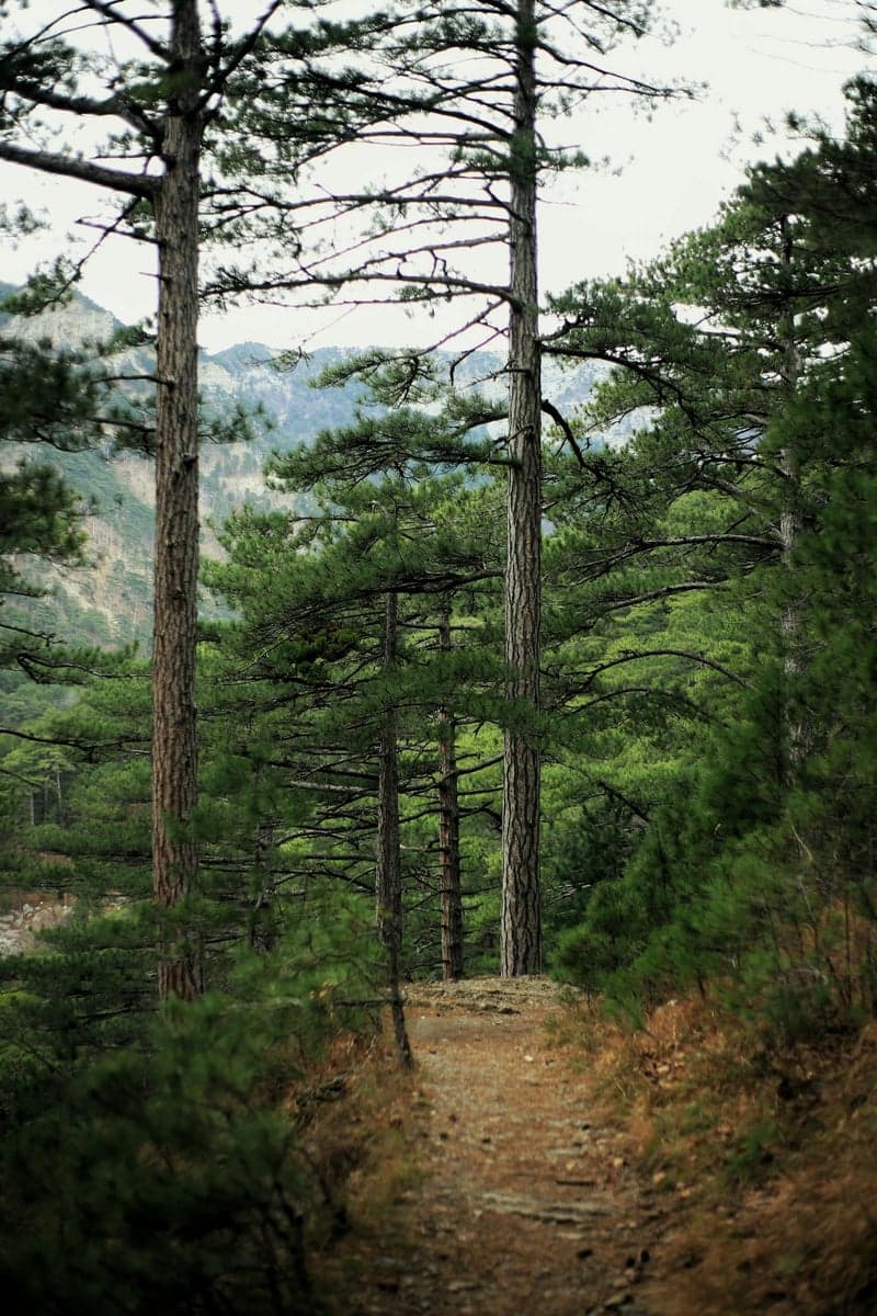 The trail into Cheesman Canyon winds through thick pine forest. Plan on 30-45 minutes each way.