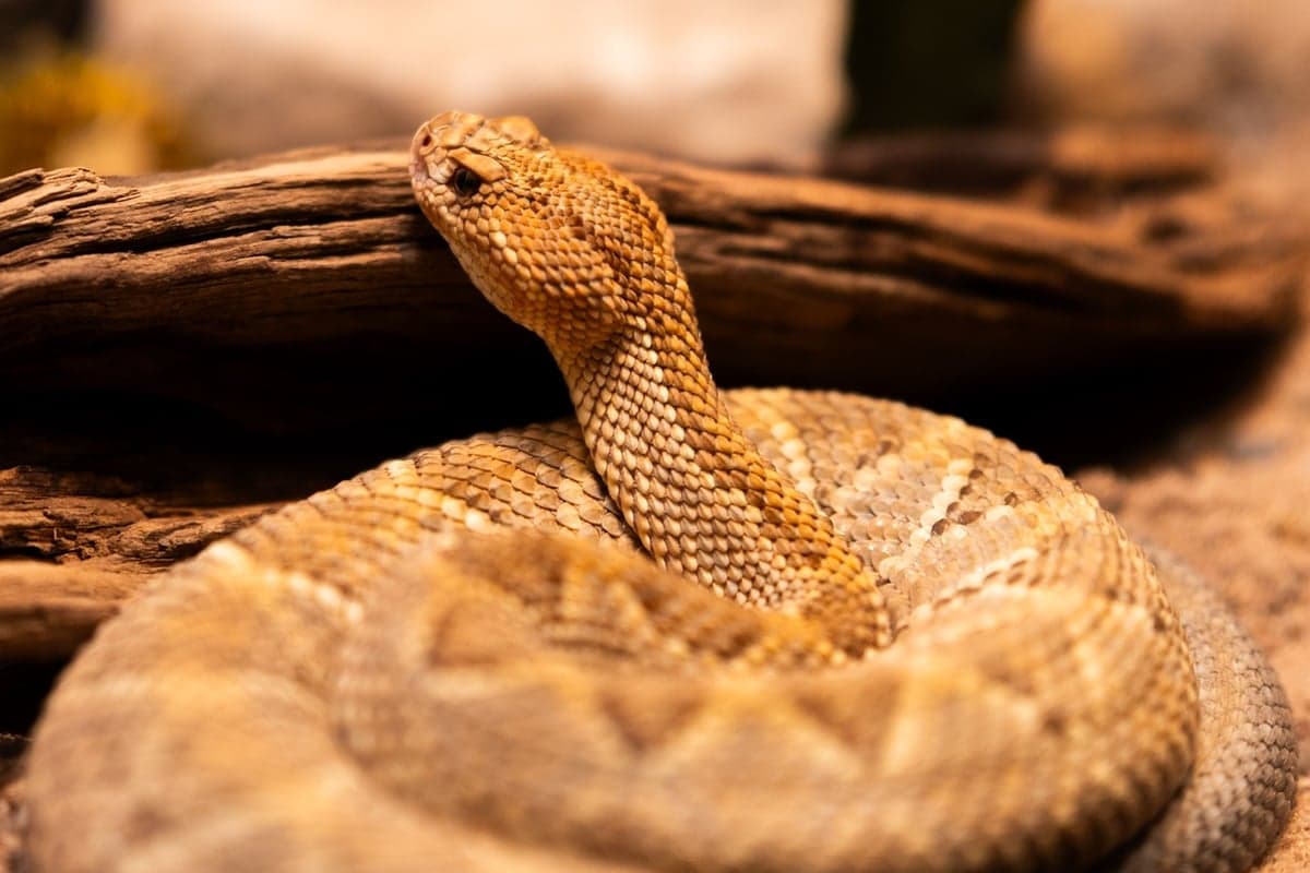 Rattlesnakes are active in warm months at these elevations. The scrambly upper sections of the Gill Trail are where you are most likely to put a hand somewhere you should not.