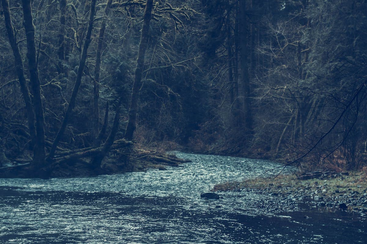 Forested valley along the Cowlitz - the upper river near Packwood runs through old-growth forest with Mount Rainier looming overhead