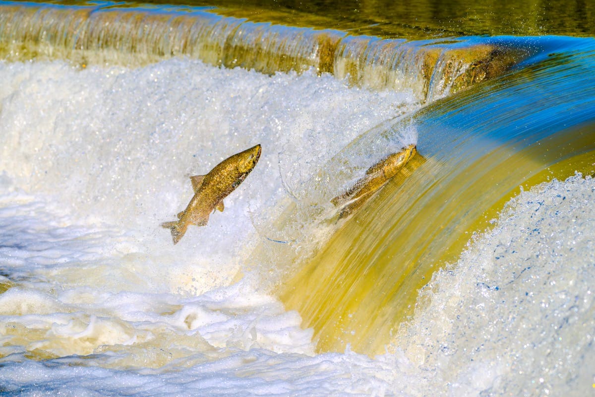 Salmon fighting their way upstream - a common sight on the Cowlitz during the fall runs from August through November.