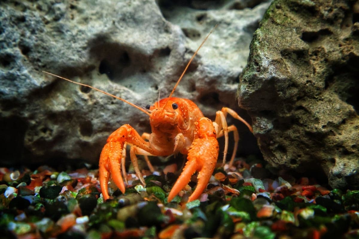 Crayfish are the protein carp are digging for on most river and lake flats. Match the size and the sink rate, not the artwork.
