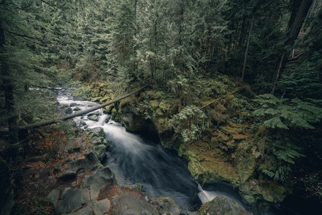 River flowing through dense Pacific Northwest forest with morning mist