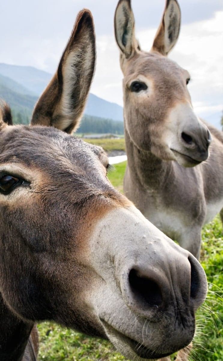 Two donkeys, up close and entirely unbothered. There are donkeys out here, and if you fish the reach often enough you will meet them. South Park has been burro country since the Fairplay mines ran on them, and Fairplay still races them every July. This is working ranch country and open range too, so watch for cattle on CR 59.
