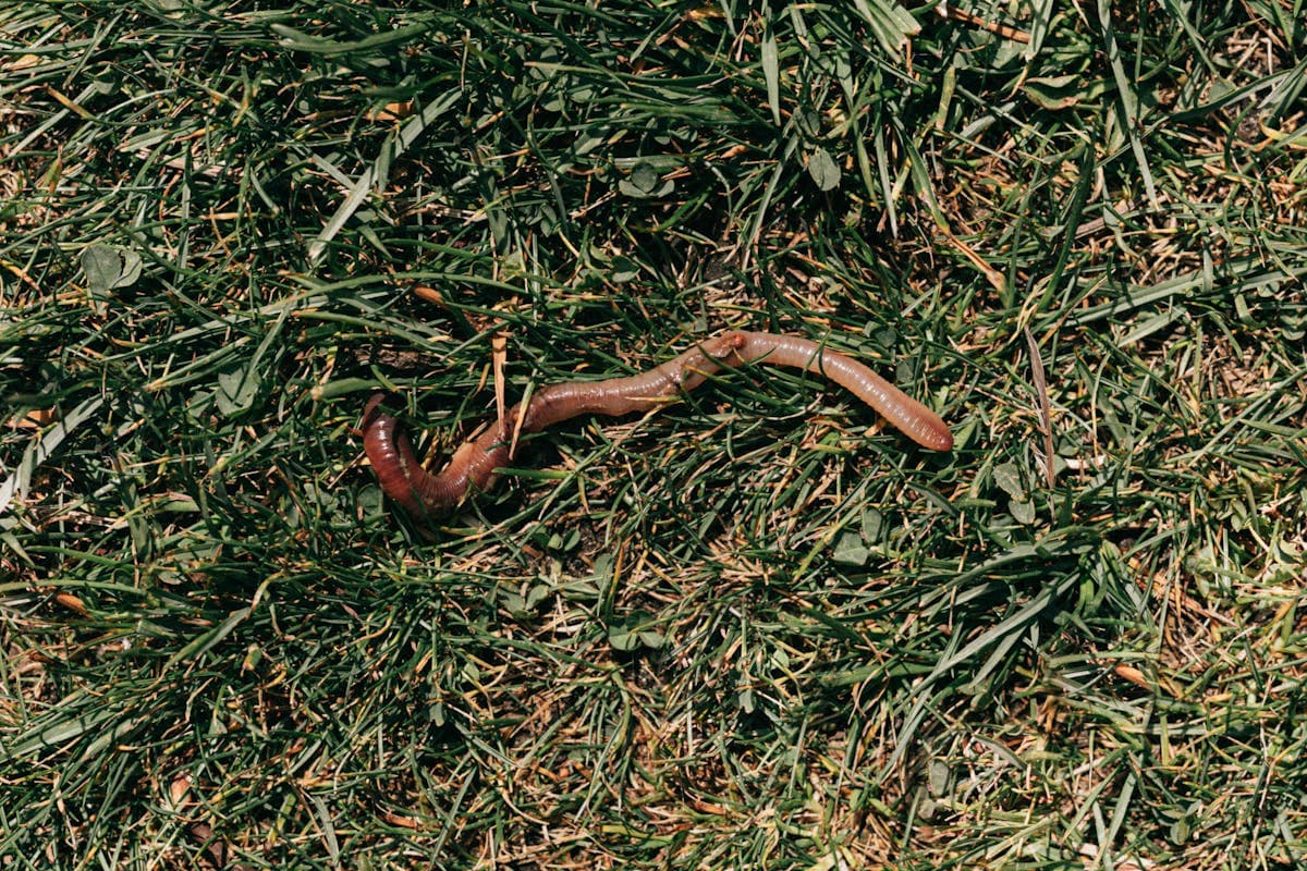 The humble earthworm—squirmy worms and San Juan worms imitate what trout naturally eat when rains wash these into rivers