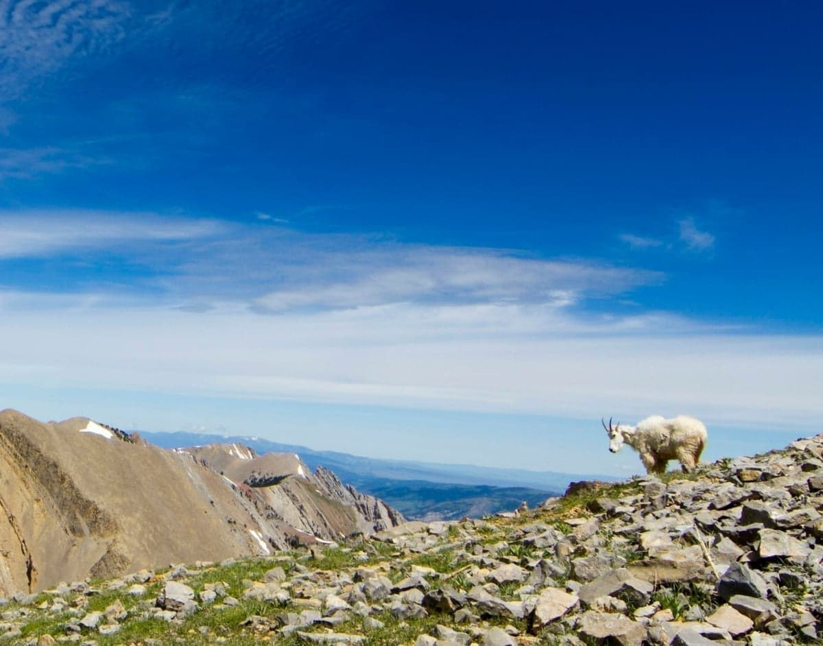 Bridger Mountains north of Bozeman - your backdrop for the weekend