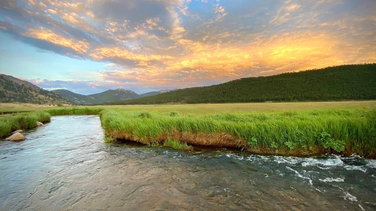 Meadow water in Rocky Mountain National Park—where browns, brookies, and cutthroats roam