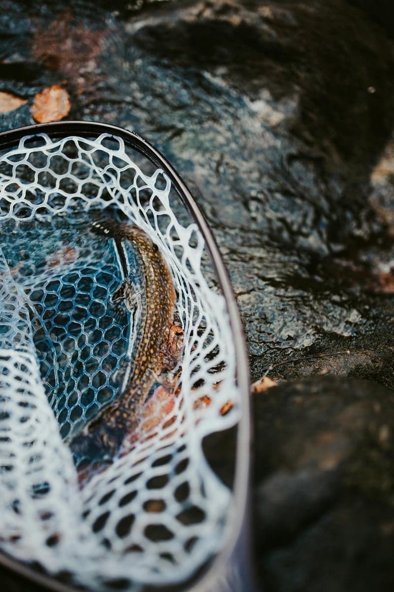 A trout in the net—the reward for timing your trip right