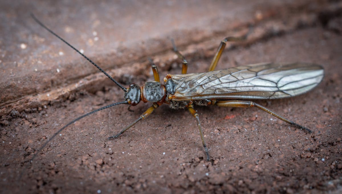 Golden stonefly nymph - these hatch about two weeks after salmonflies and provide excellent dry fly action through July