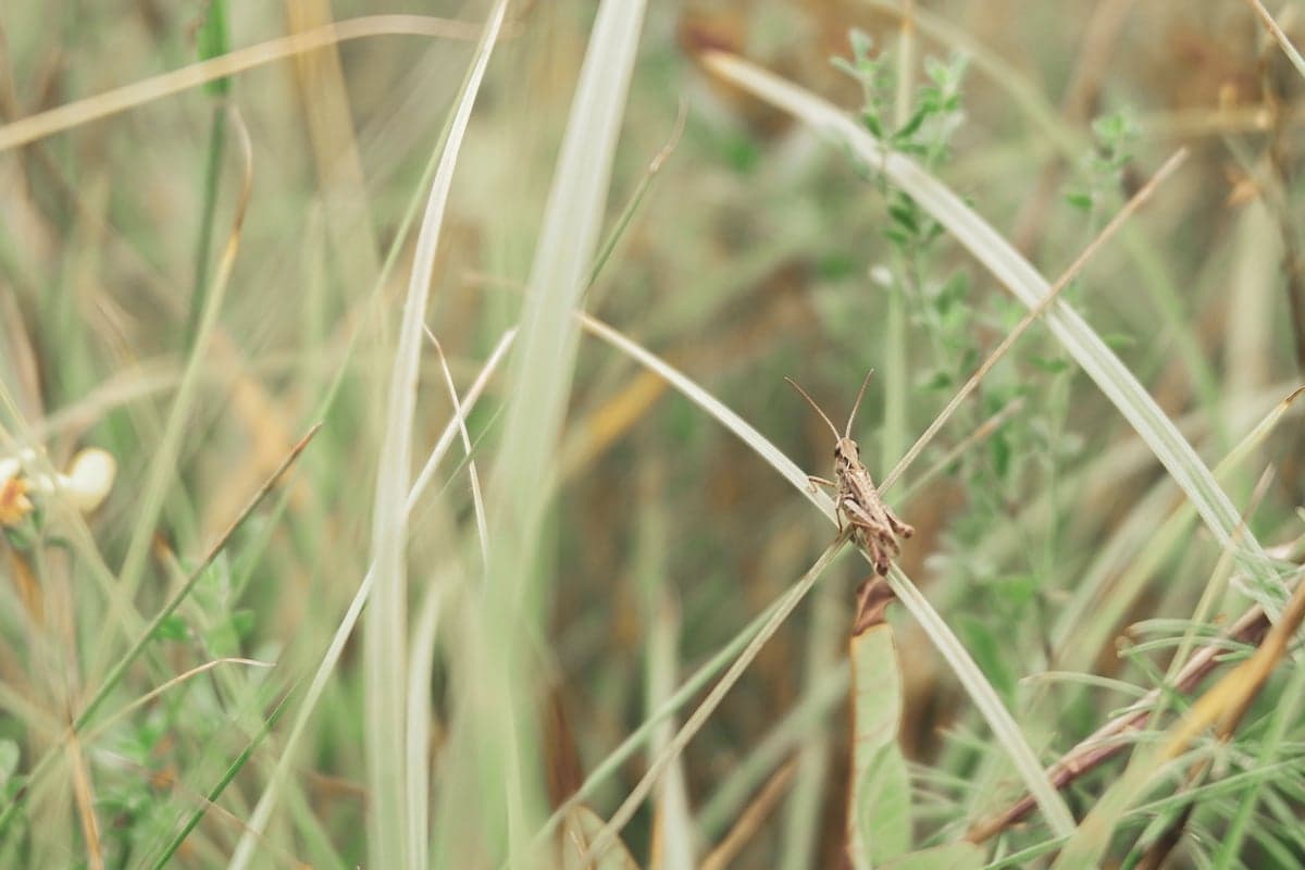 By late July, grasshoppers are full-sized and falling into rivers all afternoon, especially on windy days