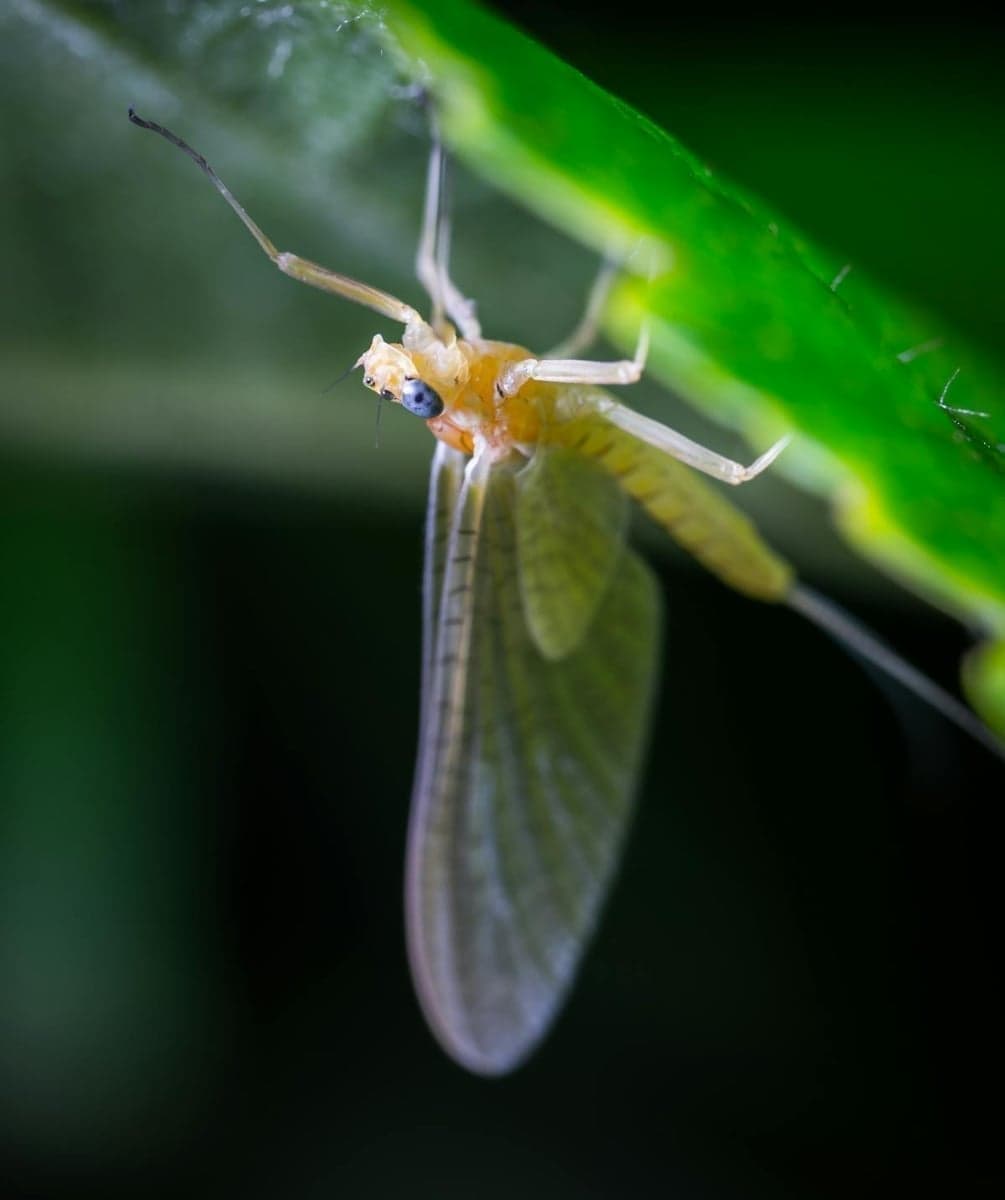 Green drake mayfly (Ephemera guttulata) - large mayflies that create explosive surface feeding in late June