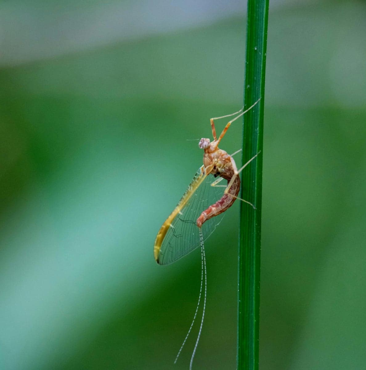 Mayflies like this PMD drive the Henry's Fork's legendary dry fly fishing from June through August