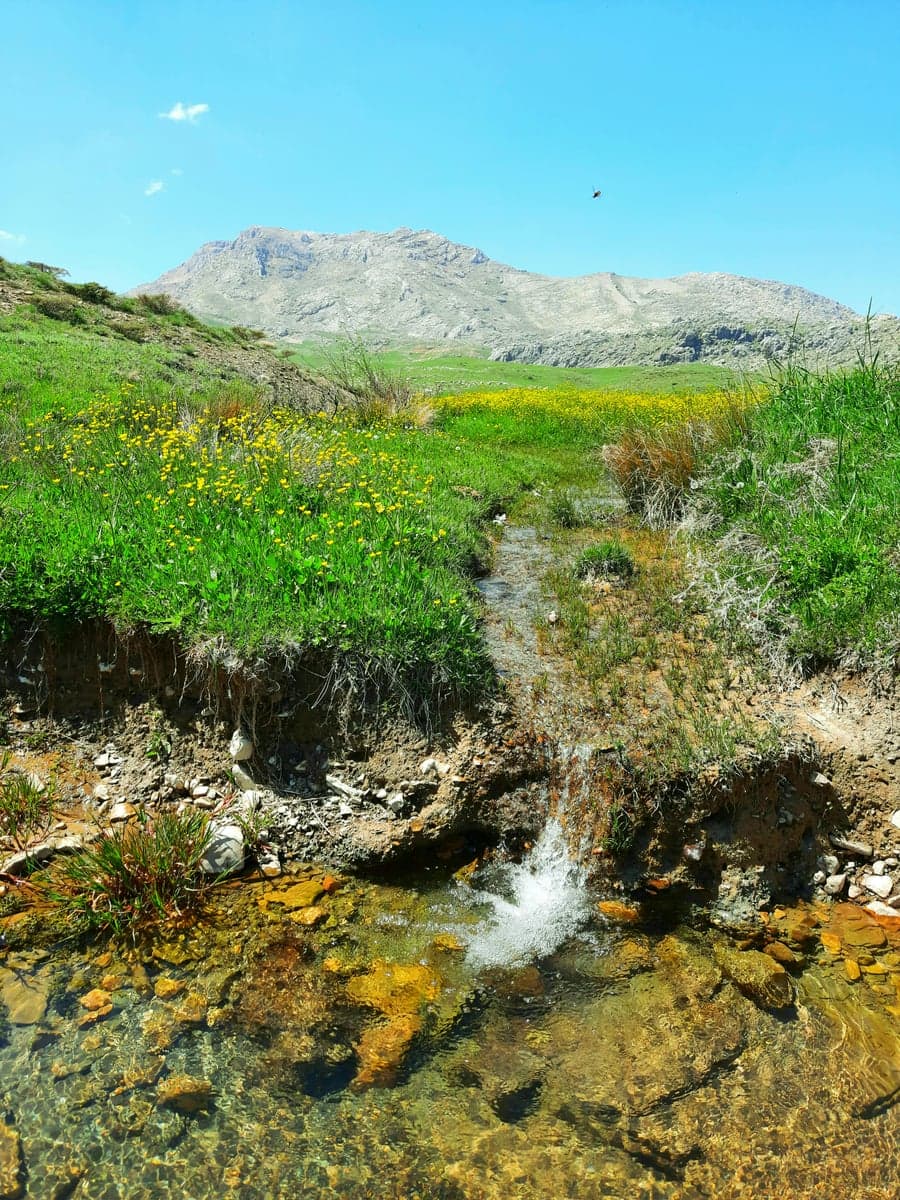 Mountain wildflowers line tributaries feeding the Henry's Fork watershed