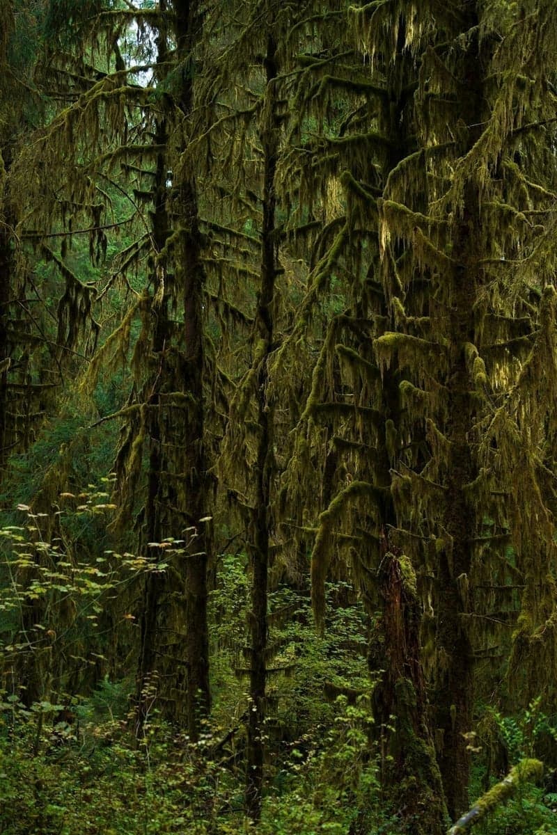 Dense ferns and old-growth forest line the Hoh's banks - the valley receives 12-14 feet of rain annually, sustaining one of the last temperate rainforests on Earth