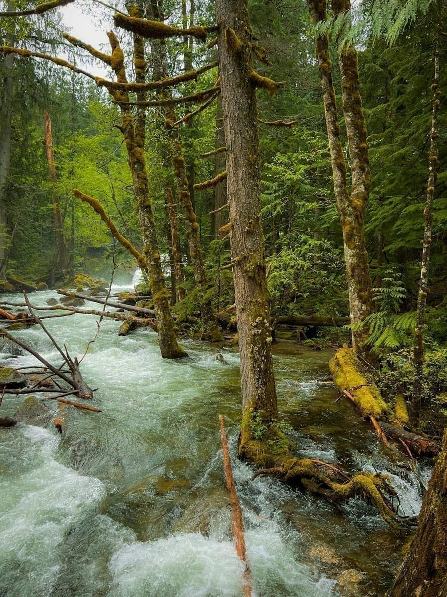 The Hoh River valley receives 12-14 feet of rain annually, creating the lush temperate rainforest that defines this fishery.