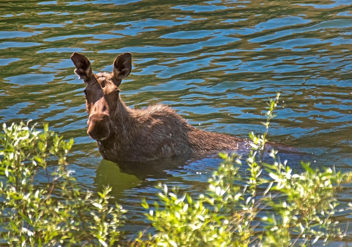 A cow moose wading an Idaho river. You will share the water with wildlife here, and that is part of the appeal.