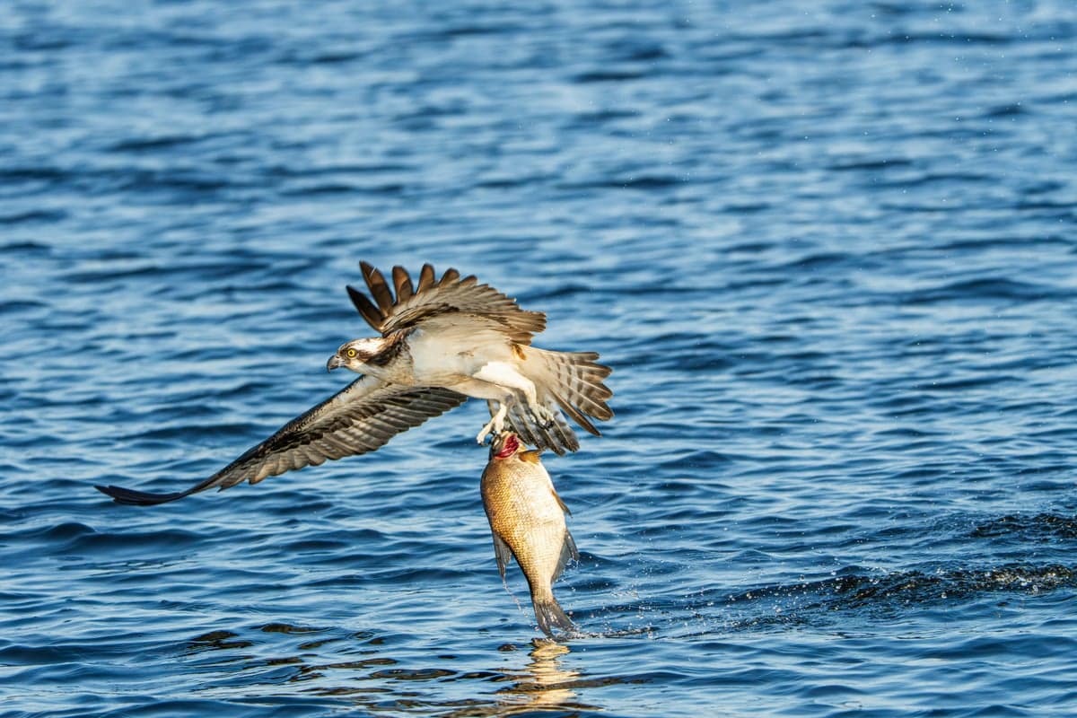 An osprey snatches a fish from the water, a common sight along Idaho's fish-rich rivers