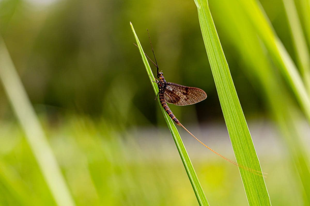 Aquatic insects like mayflies are temperature-dependent too. Hatches shift earlier in the day as water warms through summer.