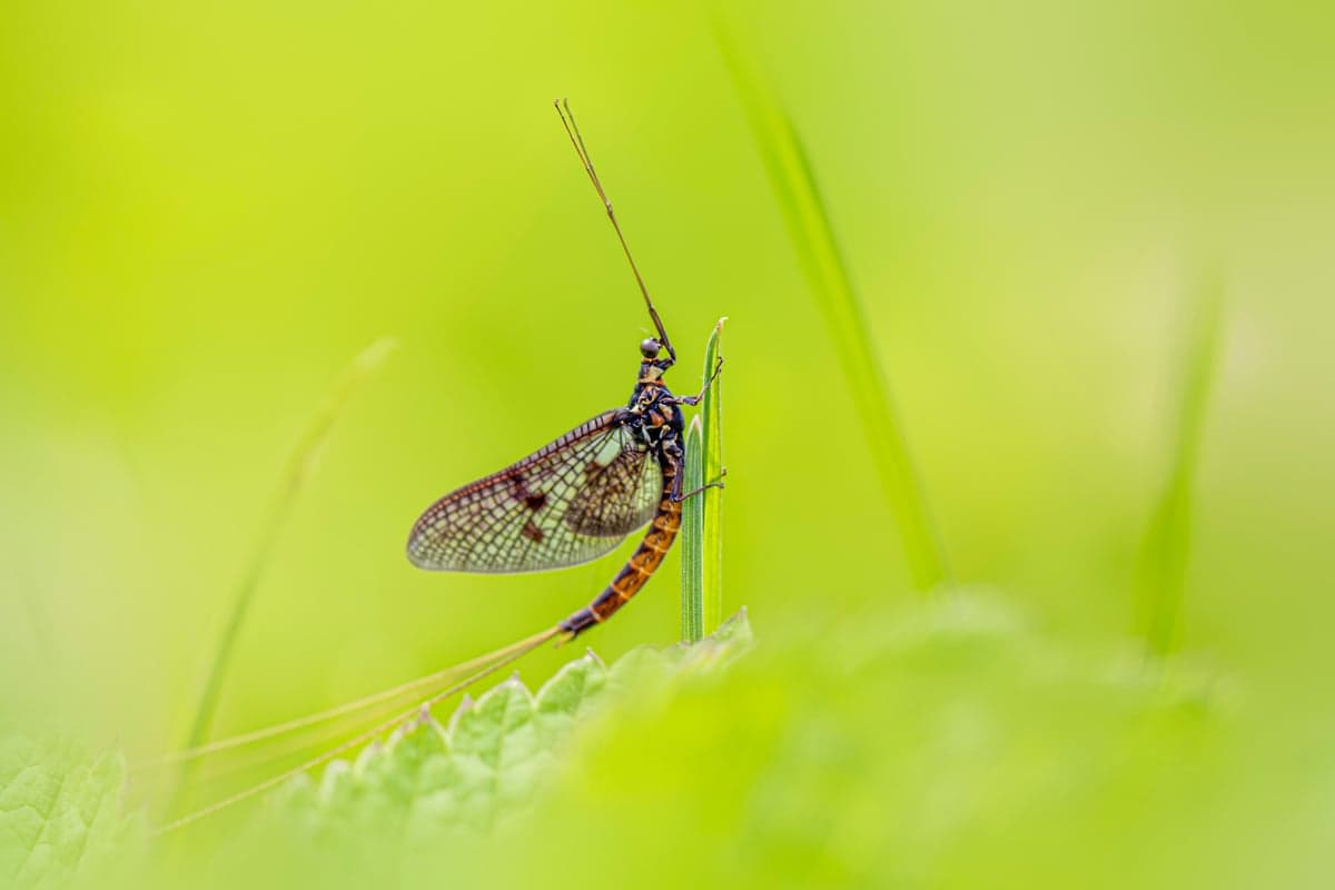 Mayflies like this one are the foundation of western dry fly fishing. Knowing when they hatch on your target river is half the battle.