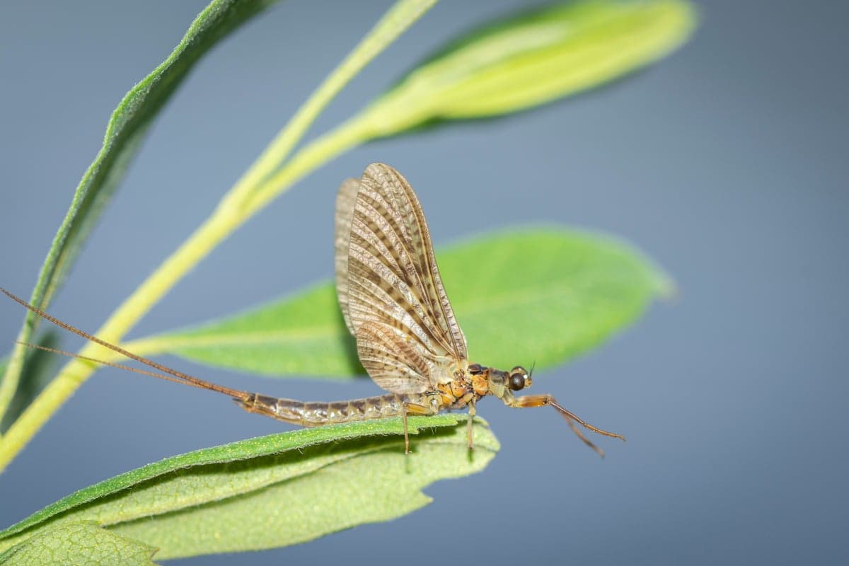 A mayfly resting on a leaf. Tailwater hatches keep producing even when nearby freestones are running high and brown.