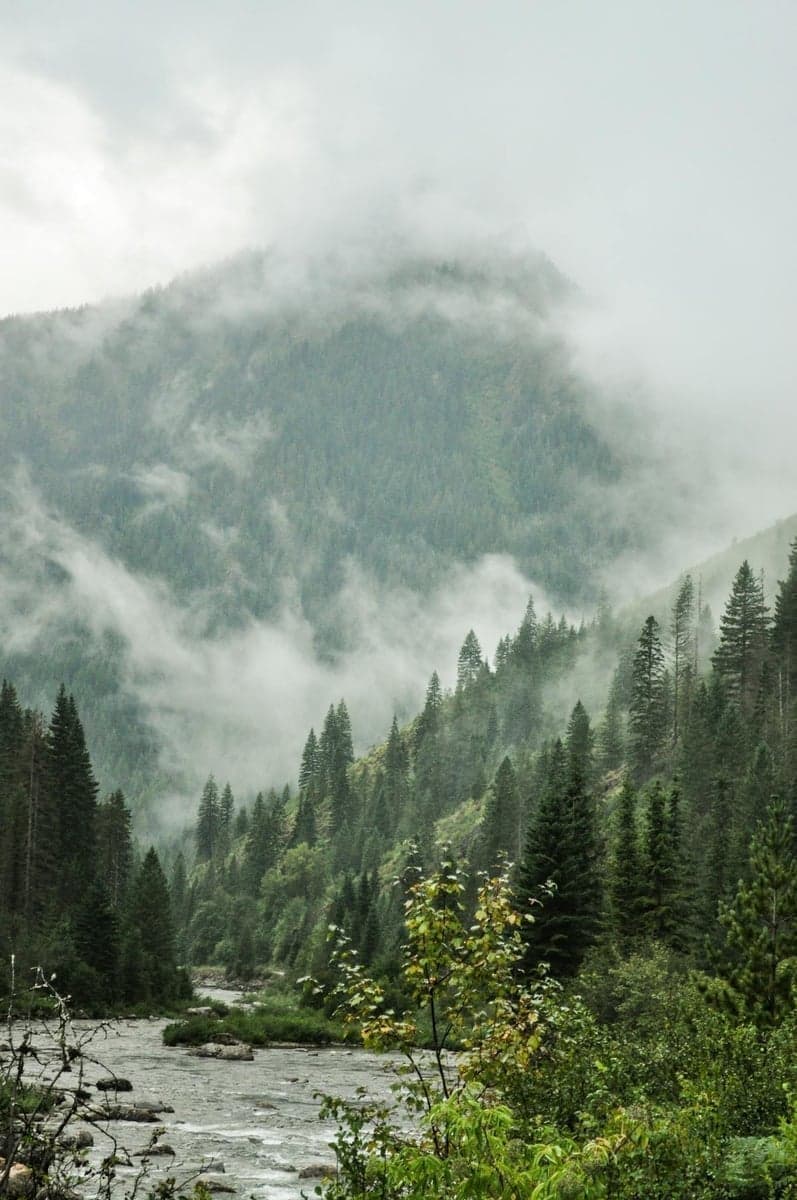 Mountain river winding through Idaho wilderness with pine forests
