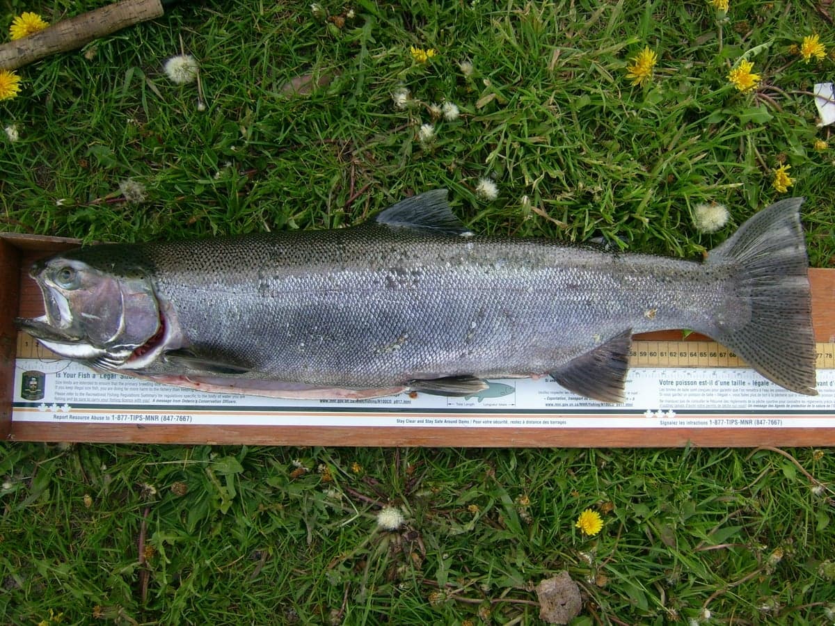 A keeper rainbow trout — Ohio stocks catchable rainbows in the Clear Fork, Clear Creek, and Cold Creek, with some holdovers reaching 18 inches