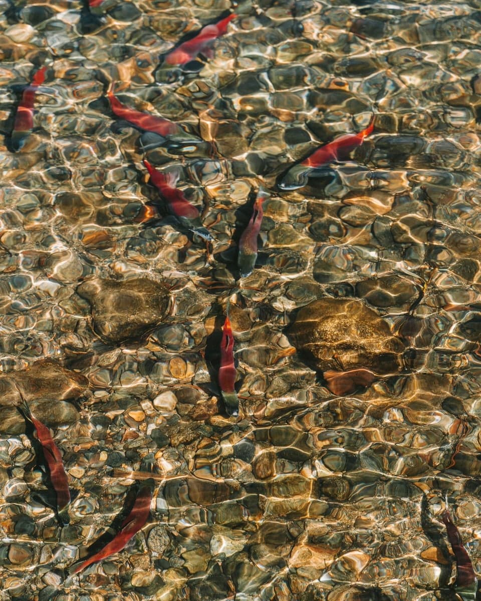Spawning-colored kokanee stacked over gravel. They show up as water in Elevenmile drops below roughly 55 degrees.