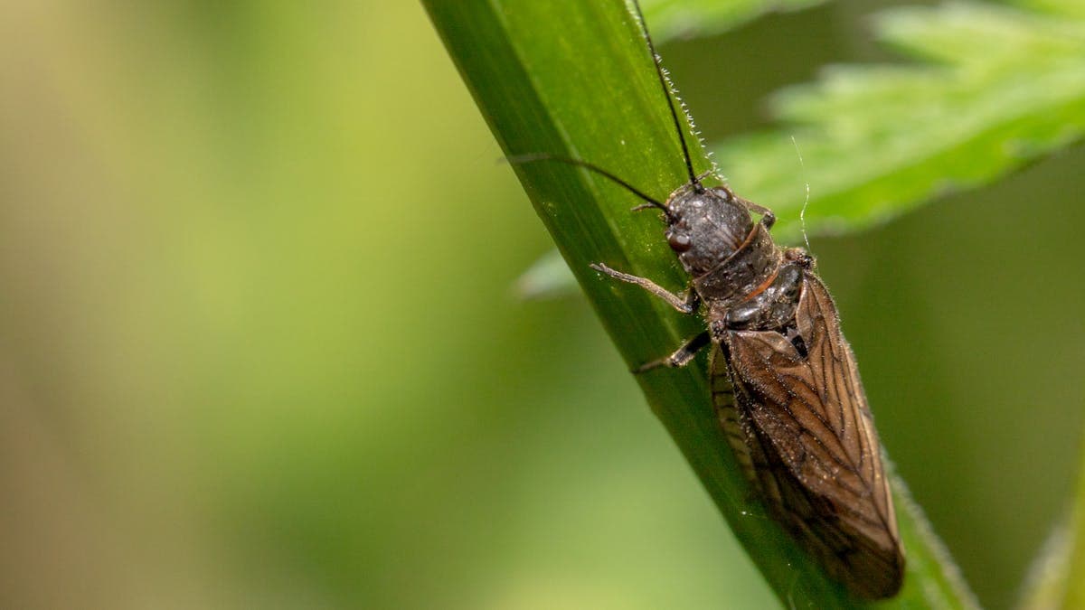 Salmonfly (Pteronarcys californica) - the iconic 2-inch stonefly that triggers explosive dry fly fishing