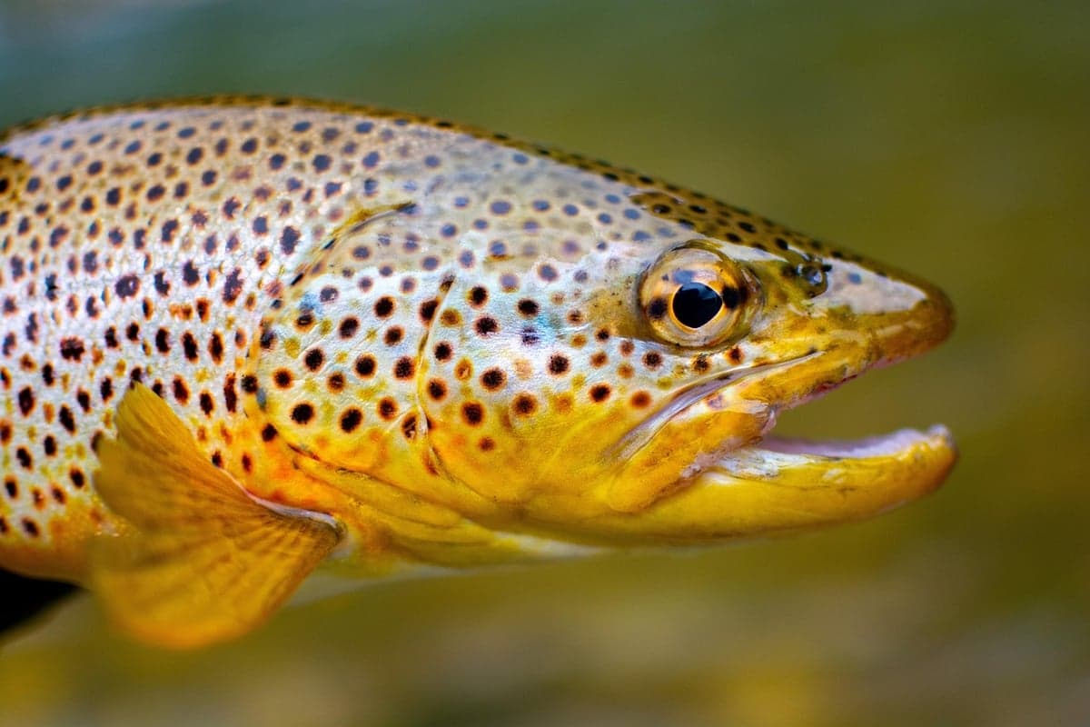 Brown trout are the dominant species in Cheesman Canyon's lower reaches, making up roughly 70% of the population. Look for the olive-brown coloring and distinctive dark and orange spots.