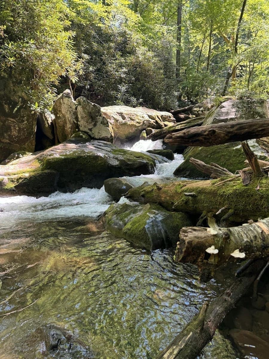 A freestone stream in the Great Smoky Mountains - wild brook trout still inhabit the highest elevation waters